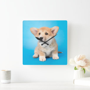 Cutest Baby Animals Corgi Puppy on Blue Square Wall Clock