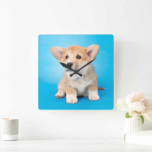 Cutest Baby Animals | Corgi Puppy on Blue Square Wall Clock (Home)