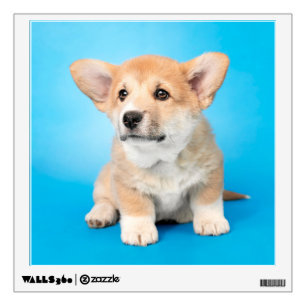 Cutest Baby Animals   Corgi Puppy on Blue Wall Decal