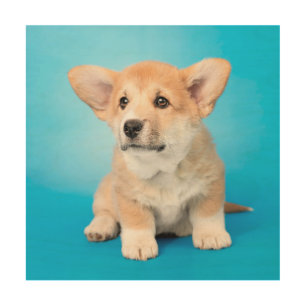 Cutest Baby Animals Corgi Puppy on Blue Wood Wall Art