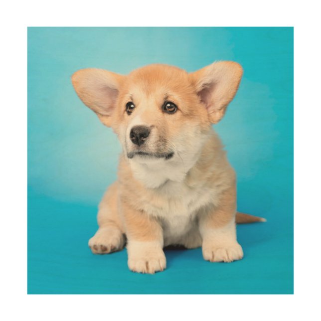 Cutest Baby Animals | Corgi Puppy on Blue Wood Wall Art (Front)