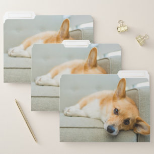 Cutest Baby Animals Corgi Puppy on Couch File Folder