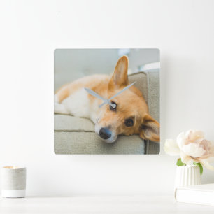 Cutest Baby Animals Corgi Puppy on Couch Square Wall Clock