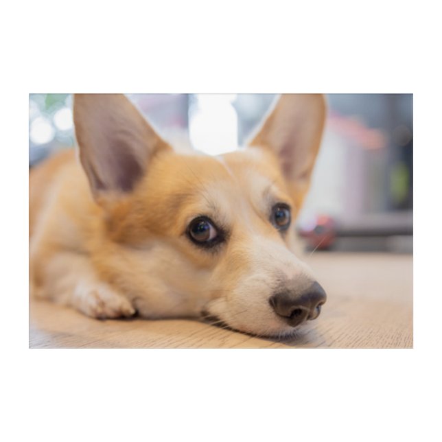 Cutest Baby Animals | Corgi Puppy on Floor Acrylic Print (Front)