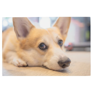 Cutest Baby Animals Corgi Puppy on Floor Metal Print