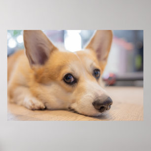 Cutest Baby Animals Corgi Puppy on Floor Poster