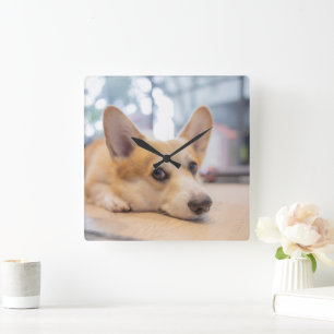 Cutest Baby Animals Corgi Puppy on Floor Square Wall Clock
