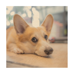 Cutest Baby Animals   Corgi Puppy on Floor Wood Wall Art