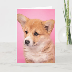 Cutest Baby Animals   Corgi Puppy on Pink Card