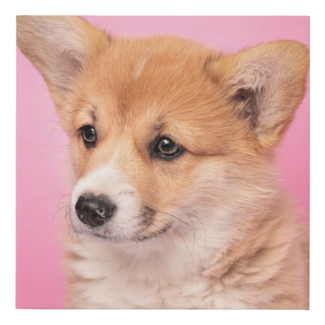 Cutest Baby Animals | Corgi Puppy on Pink Faux Canvas Print (Front)