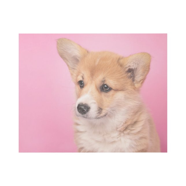 Cutest Baby Animals | Corgi Puppy on Pink Gallery Wrap (Front)