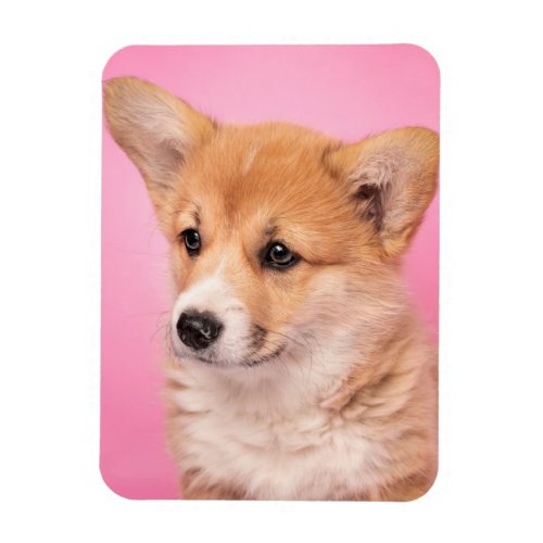 Cutest Baby Animals  Corgi Puppy on Pink Magnet