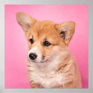 Cutest Baby Animals   Corgi Puppy on Pink Poster