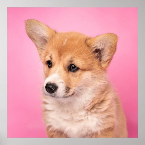 Cutest Baby Animals  Corgi Puppy on Pink Poster