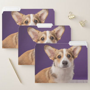 Cutest Baby Animals Corgi Puppy on Purple File Folder