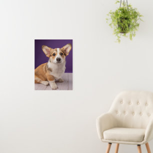 Cutest Baby Animals Corgi Puppy on Purple Foam Board