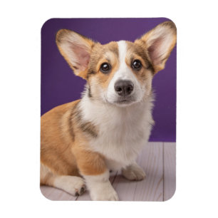 Cutest Baby Animals Corgi Puppy on Purple Magnet