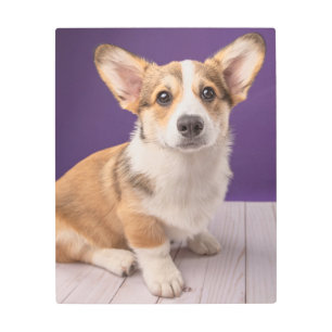 Cutest Baby Animals Corgi Puppy on Purple Metal Print