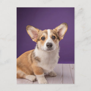 Cutest Baby Animals Corgi Puppy on Purple Postcard