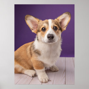 Cutest Baby Animals   Corgi Puppy on Purple Poster