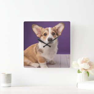 Cutest Baby Animals Corgi Puppy on Purple Square Wall Clock