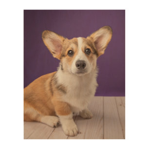 Cutest Baby Animals Corgi Puppy on Purple Wood Wall Art
