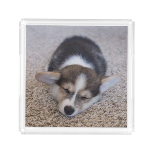 Cutest Baby Animals  Corgi Puppy on Shag Rug Acrylic Tray