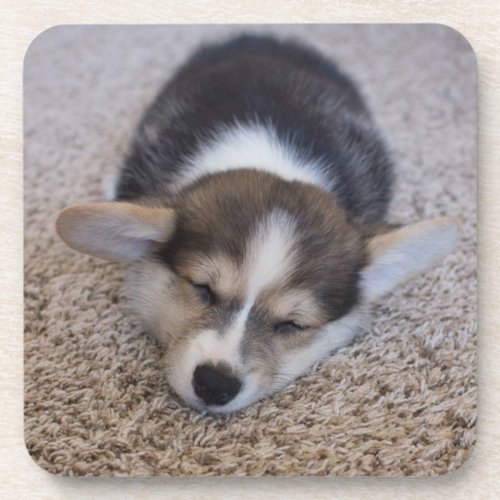 Cutest Baby Animals  Corgi Puppy on Shag Rug Beverage Coaster