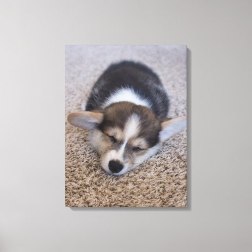 Cutest Baby Animals  Corgi Puppy on Shag Rug Canvas Print
