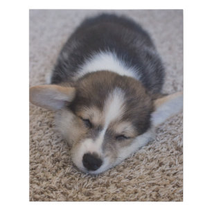 Cutest Baby Animals Corgi Puppy on Shag Rug Faux Canvas Print
