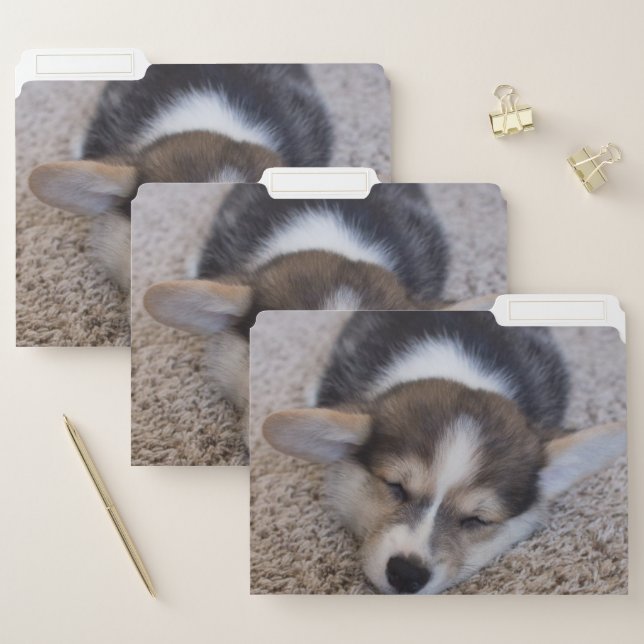 Cutest Baby Animals | Corgi Puppy on Shag Rug File Folder (Set)