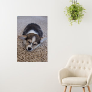 Cutest Baby Animals   Corgi Puppy on Shag Rug Foam Board