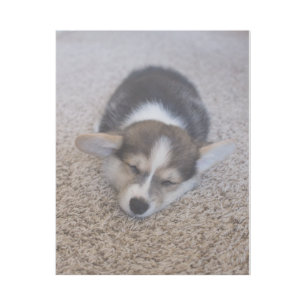 Cutest Baby Animals Corgi Puppy on Shag Rug Gallery Wrap