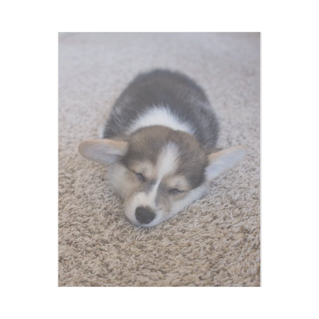 Cutest Baby Animals | Corgi Puppy on Shag Rug Gallery Wrap (Front)