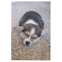 Cutest Baby Animals | Corgi Puppy on Shag Rug