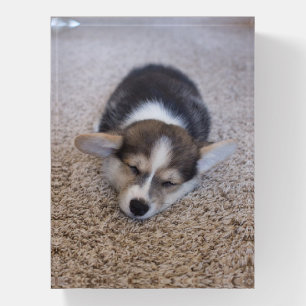 Cutest Baby Animals Corgi Puppy on Shag Rug Paperweight