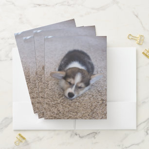 Cutest Baby Animals   Corgi Puppy on Shag Rug Pocket Folder