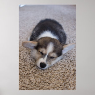 Cutest Baby Animals   Corgi Puppy on Shag Rug Poster