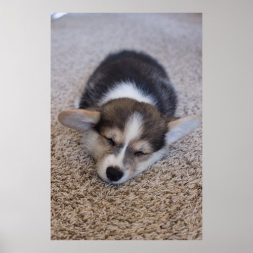 Cutest Baby Animals  Corgi Puppy on Shag Rug Poster