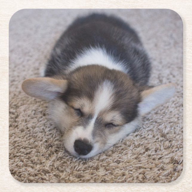 Cutest Baby Animals | Corgi Puppy on Shag Rug Square Paper Coaster (Front)
