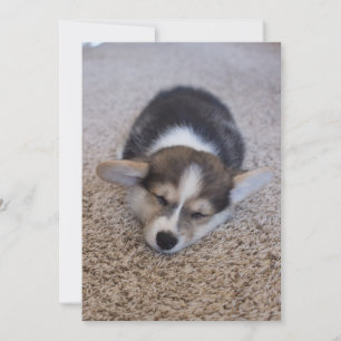 Cutest Baby Animals Corgi Puppy on Shag Rug Thank You Card