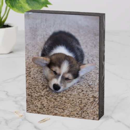Cutest Baby Animals  Corgi Puppy on Shag Rug Wooden Box Sign