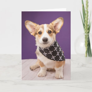 Cutest Baby Animals Corgi Puppy Skull Bandana Card
