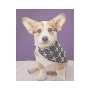 Cutest Baby Animals Corgi Puppy Skull Bandana Gallery Wrap