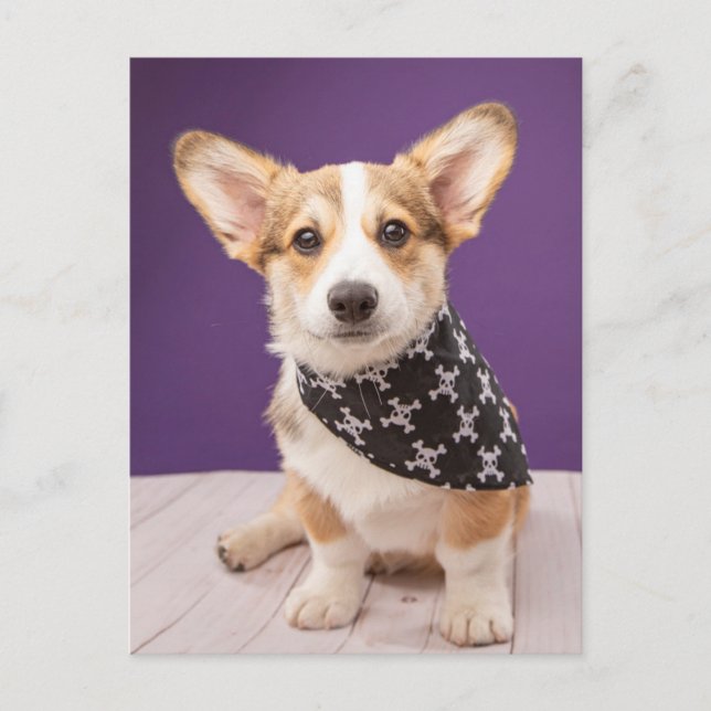 Cutest Baby Animals | Corgi Puppy Skull Bandana Postcard (Front)