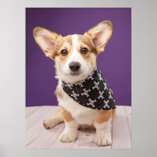 Cutest Baby Animals Corgi Puppy Skull Bandana Poster