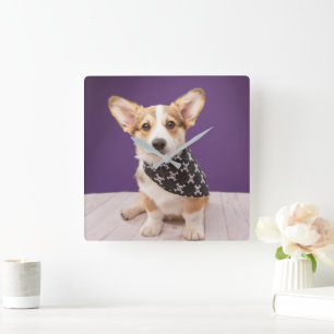 Cutest Baby Animals Corgi Puppy Skull Bandana Square Wall Clock