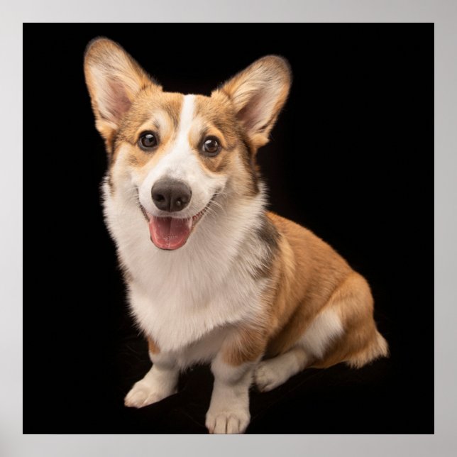 Cutest Baby Animals | Corgi Puppy Smile Poster (Front)