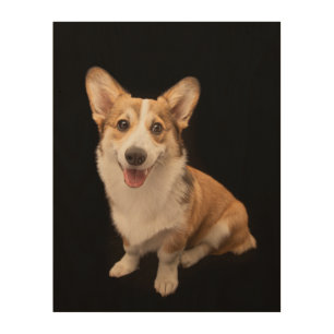Cutest Baby Animals   Corgi Puppy Smile Wood Wall Art