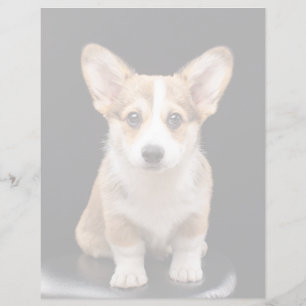 Cutest Baby Animals Corgi Puppy Standing Tall